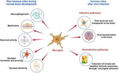 Role of microglia in brain development after viral infection